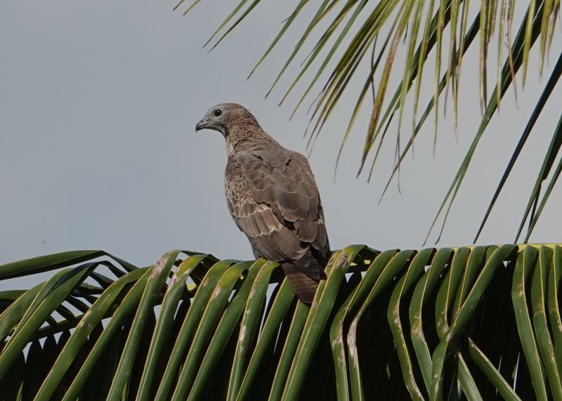 <i>Pernis ptilorhynchus ruficollis</i> (null)