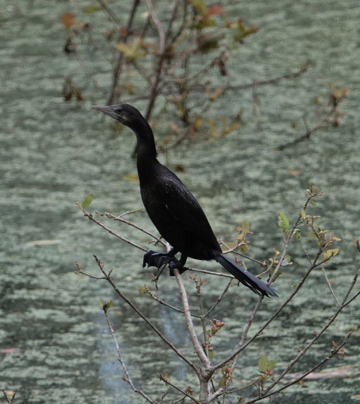 <i>Microcarbo niger</i> (Little Cormorant)