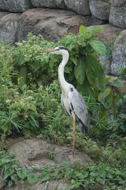 <i>Ardea cinerea</i> (Grey Heron)