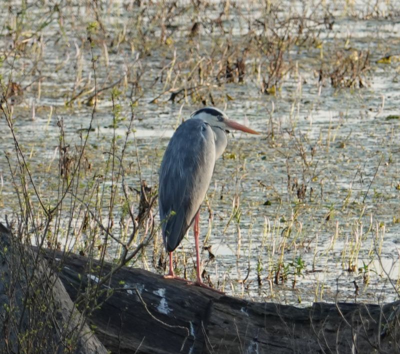 <i>Ardea cinerea</i> (Grey Heron)