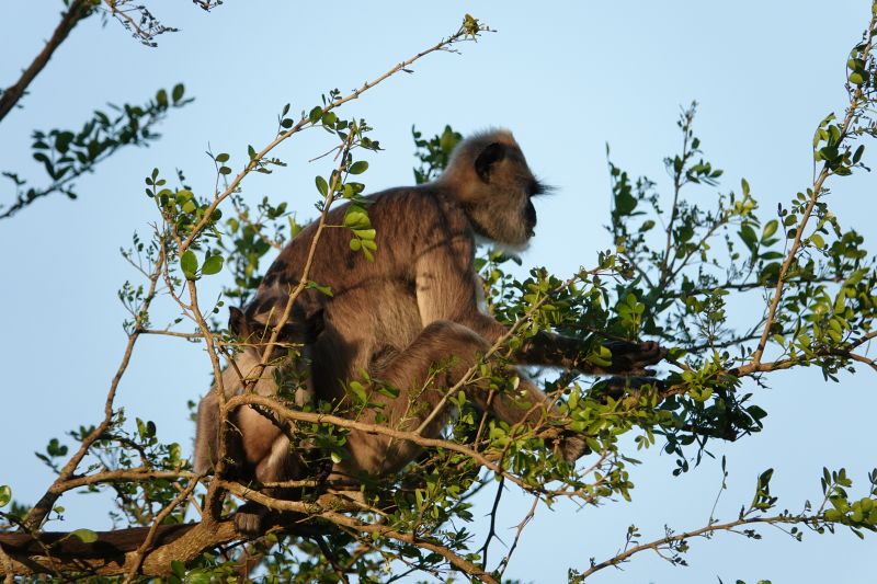 <i>Semnopithecus priam</i> (Tufted Grey Langur)