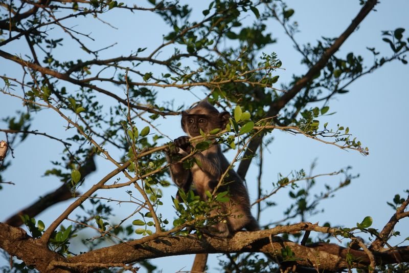 <i>Semnopithecus priam</i> (Tufted Grey Langur)