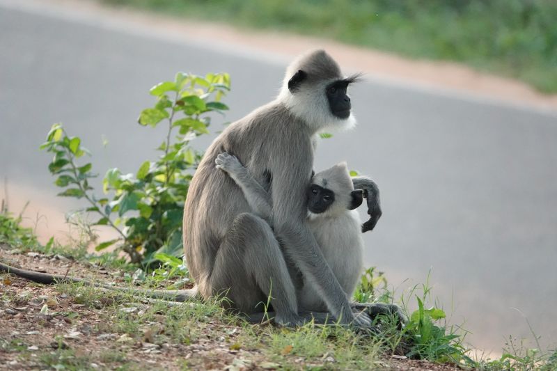 <i>Semnopithecus priam</i> (Tufted Grey Langur)