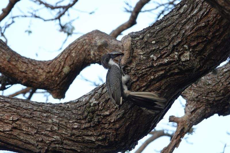 <i>Ocyceros gingalensis</i> (Sri Lanka Grey Hornbill)