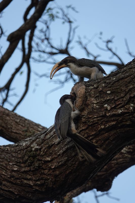 <i>Ocyceros gingalensis</i> (Sri Lanka Grey Hornbill)