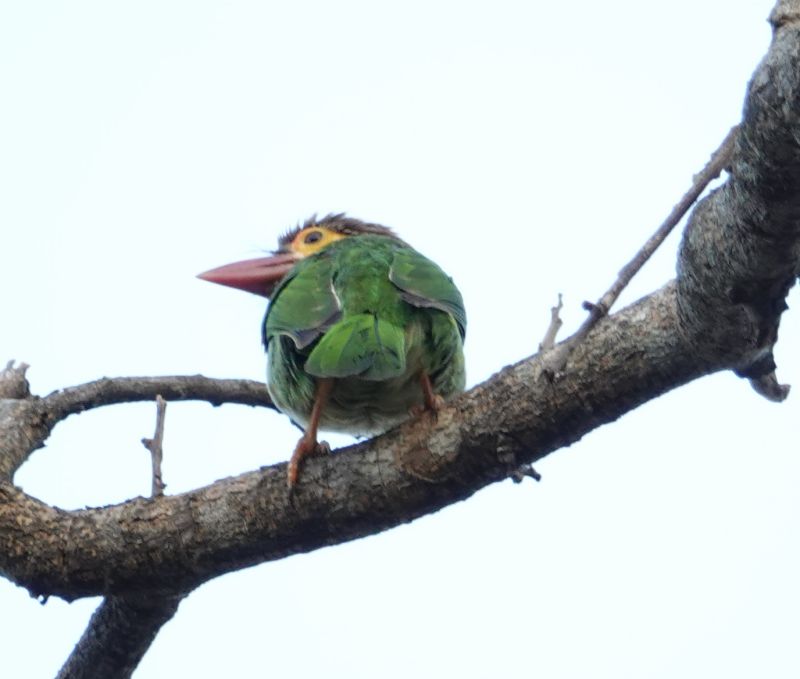 <i>Psilopogon zeylanicus</i> (Brown-headed Barbet)