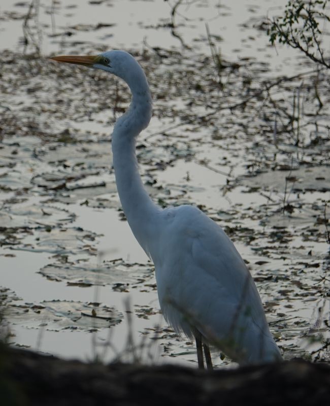 <i>Ardea alba</i> (Great Egret)