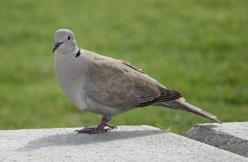 <i>Streptopelia decaocto</i> (Eurasian Collared-Dove)