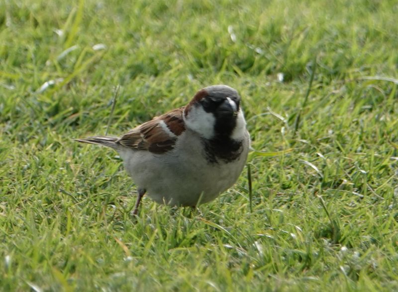 <i>Passer domesticus</i> (House Sparrow)