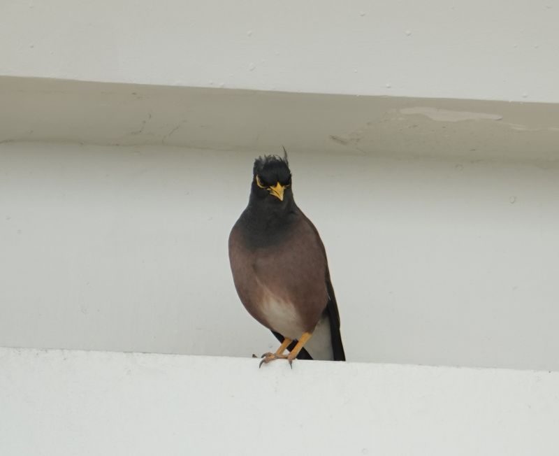 <i>Acridotheres tristis</i> (Common Myna)