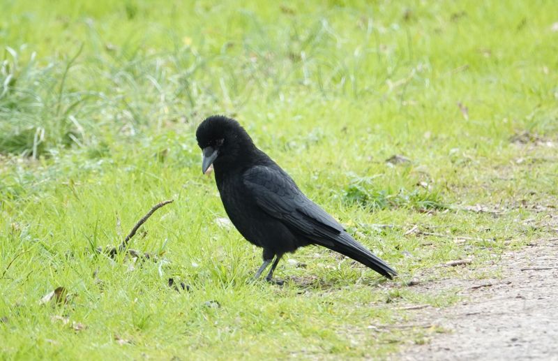 <i>Corvus corone</i> (Carrion Crow)