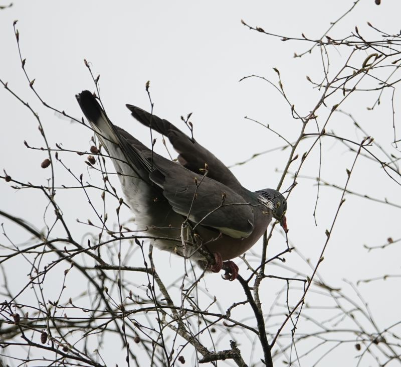 <i>Columba palumbus</i> (Common Wood-Pigeon)