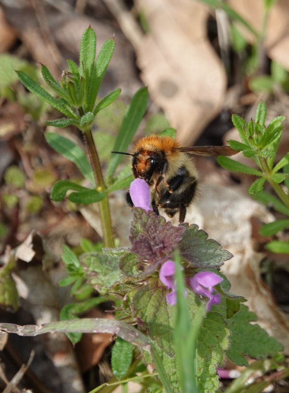 <i>Bombus pascuorum</i> (Common Carder Bee)