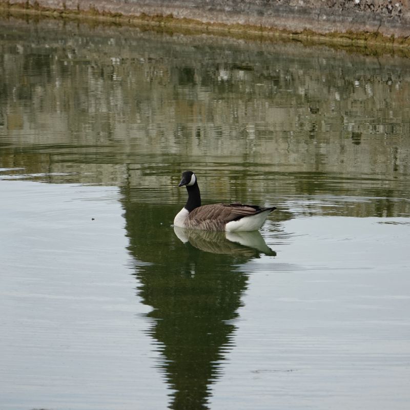 <i>Branta canadensis</i> (Canada Goose)