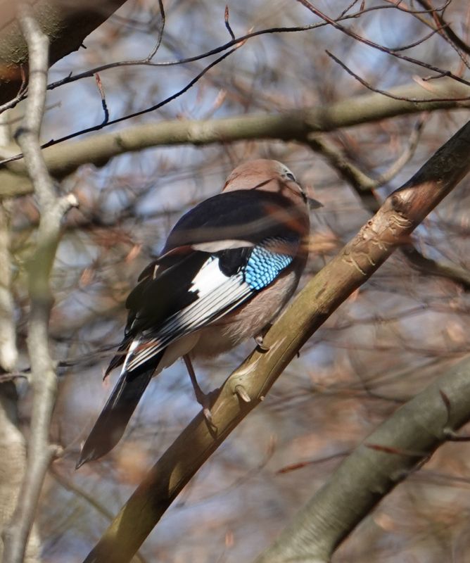 <i>Garrulus glandarius</i> (Eurasian Jay)