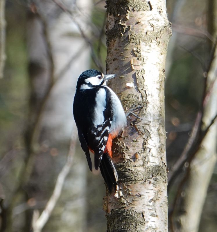 <i>Dendrocopos major</i> (Great Spotted Woodpecker)