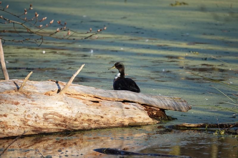 <i>Anas platyrhynchos</i> (Mallard)