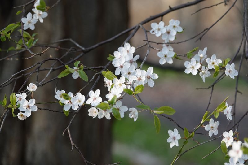 <i>Prunus</i> (plums, cherries, and allies)