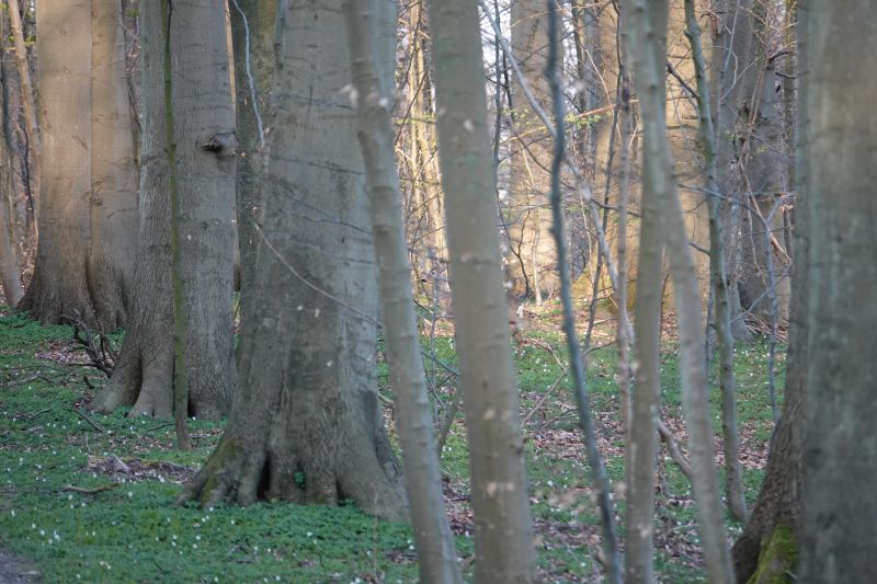 <i>Capreolus capreolus</i> (Western Roe Deer)