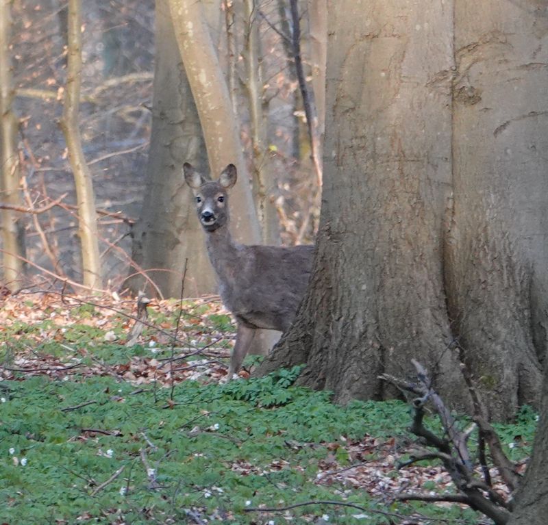 <i>Capreolus capreolus</i> (Western Roe Deer)