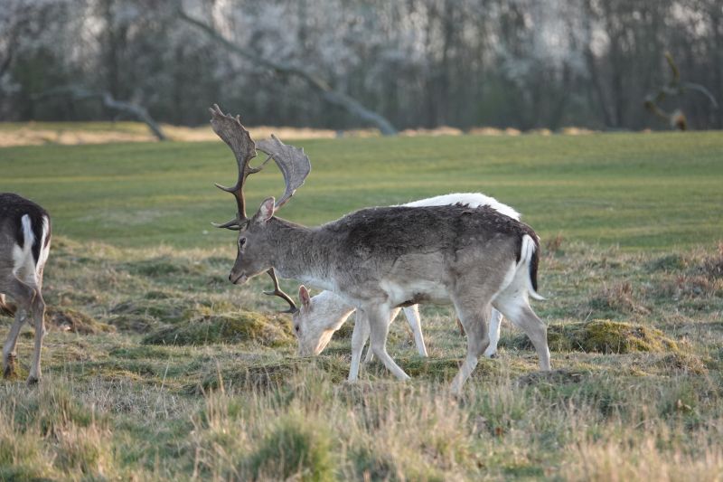 <i>Dama dama</i> (European Fallow Deer)