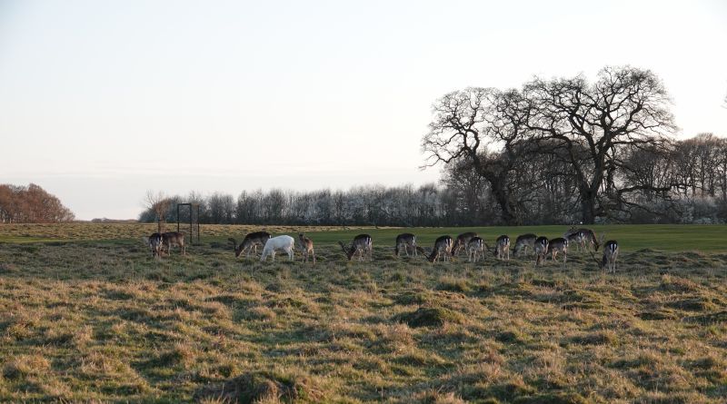 <i>Dama dama</i> (European Fallow Deer)