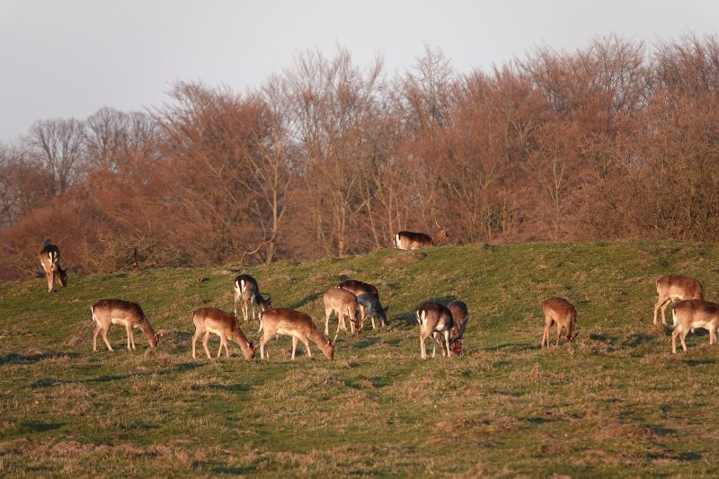 <i>Dama dama</i> (European Fallow Deer)