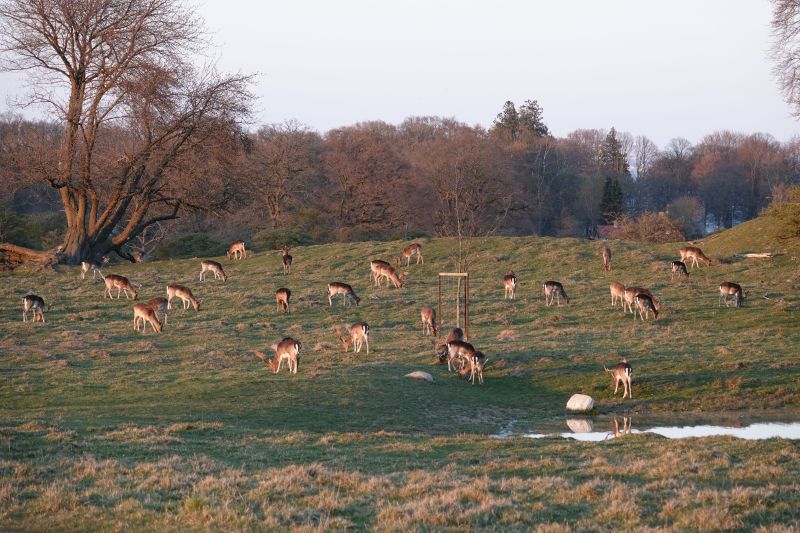 <i>Dama dama</i> (European Fallow Deer)