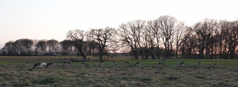 <i>Dama dama</i> (European Fallow Deer)