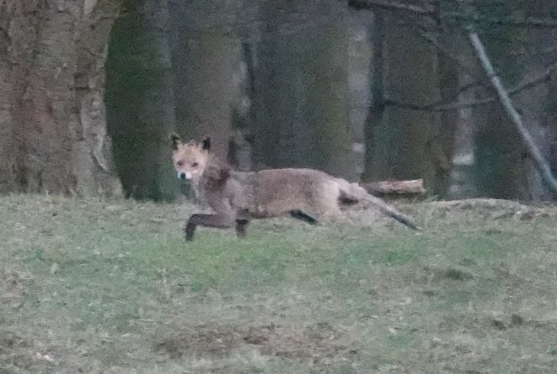 <i>Vulpes vulpes</i> (Red Fox)