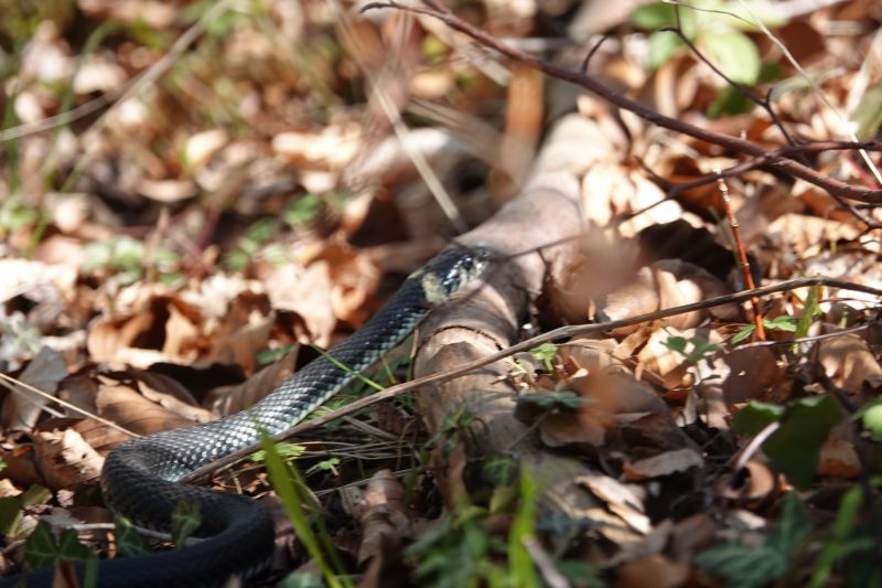 <i>Natrix natrix</i> (grass snake)