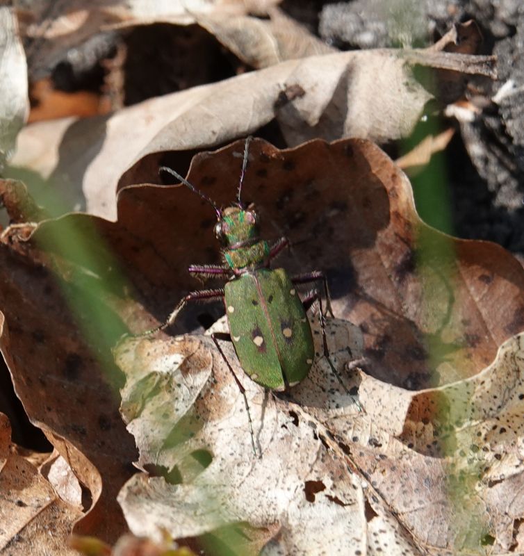 <i>Cicindela campestris</i> (Green Tiger Beetle)