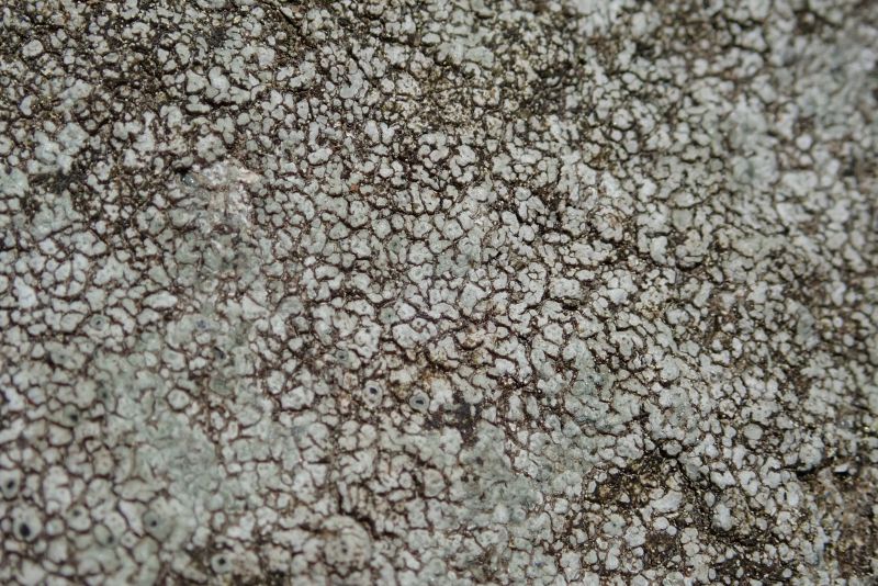 <i>Aspicilia</i> (Sunken Disk Lichens)