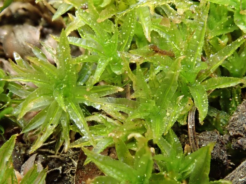<i>Atrichum undulatum</i> (Catherine's Moss)