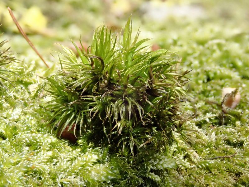 <i>Bryopsida</i> (true mosses)