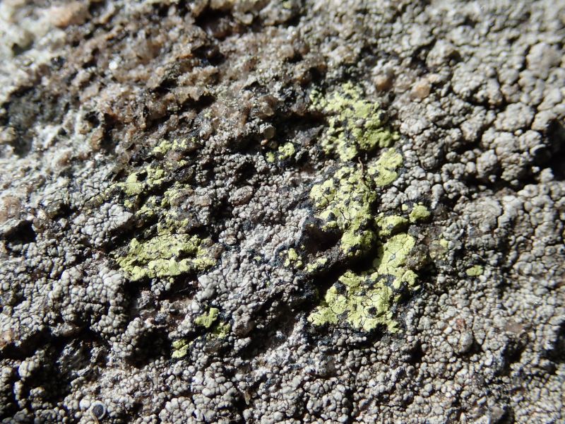 <i>Rhizocarpon geographicum</i> (yellow map lichen)