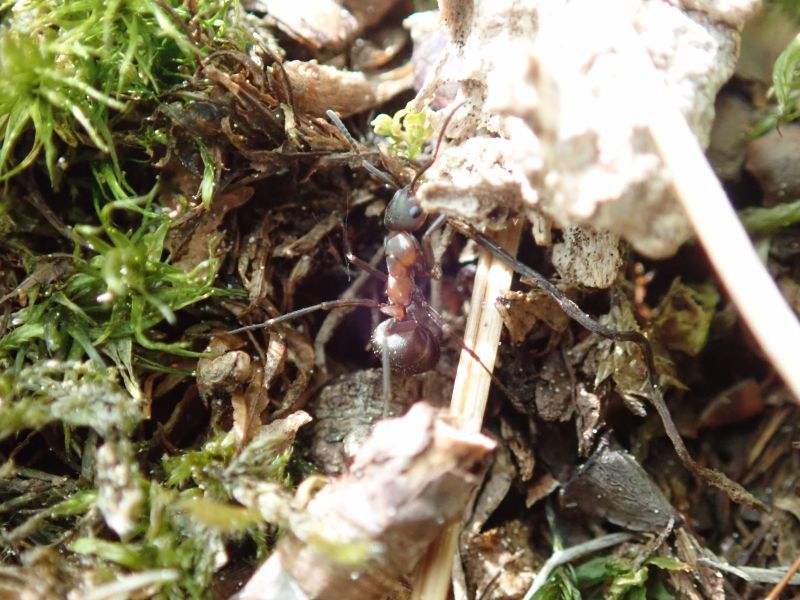 <i>Formica</i> (Wood, Mound, and Field Ants)