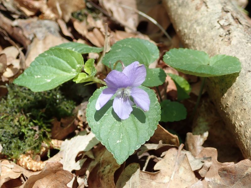 <i>Viola riviniana</i> (common dog-violet)