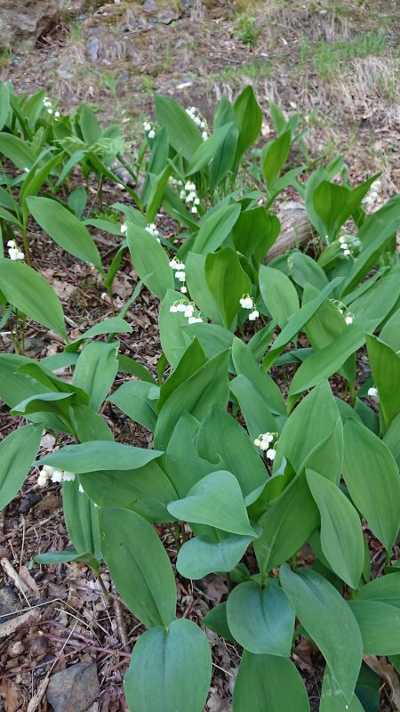 <i>Convallaria majalis</i> (European lily of the valley)