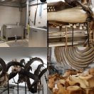 2019-05-16<br/>
<b>Natural History Museum of Denmark: Collection Tour</b>
