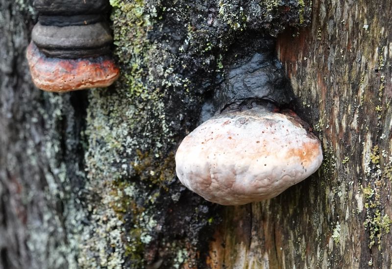 <i>Fomitopsis pinicola</i> (Red-banded Polypore)
