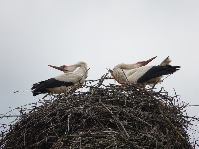<i>Ciconia ciconia</i> (White Stork)