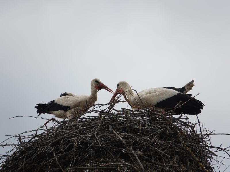 <i>Ciconia ciconia</i> (White Stork)