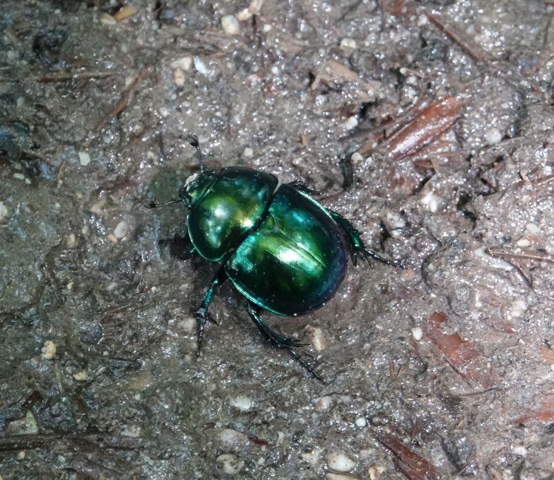 <i>Trypocopris vernalis</i> (Springtime Dung Beetle)