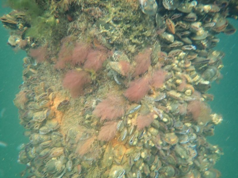 <i>Rhodophyta</i> (red algae)