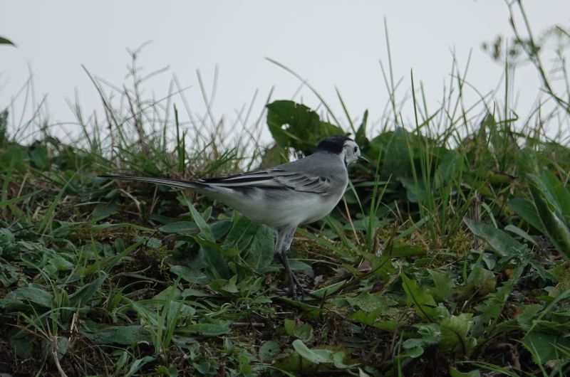 <i>Motacilla alba</i> (White Wagtail)