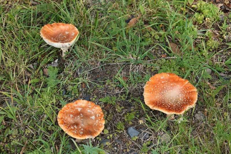 <i>Amanita muscaria</i> (Fly Agaric)