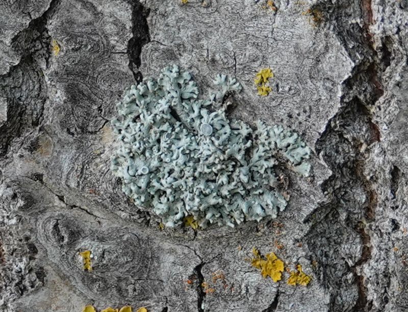 <i>Physcia stellaris</i> (Star Rosette Lichen)