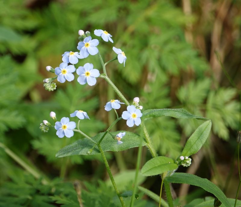 <i>Myosotis scorpioides</i> (water forget-me-not)