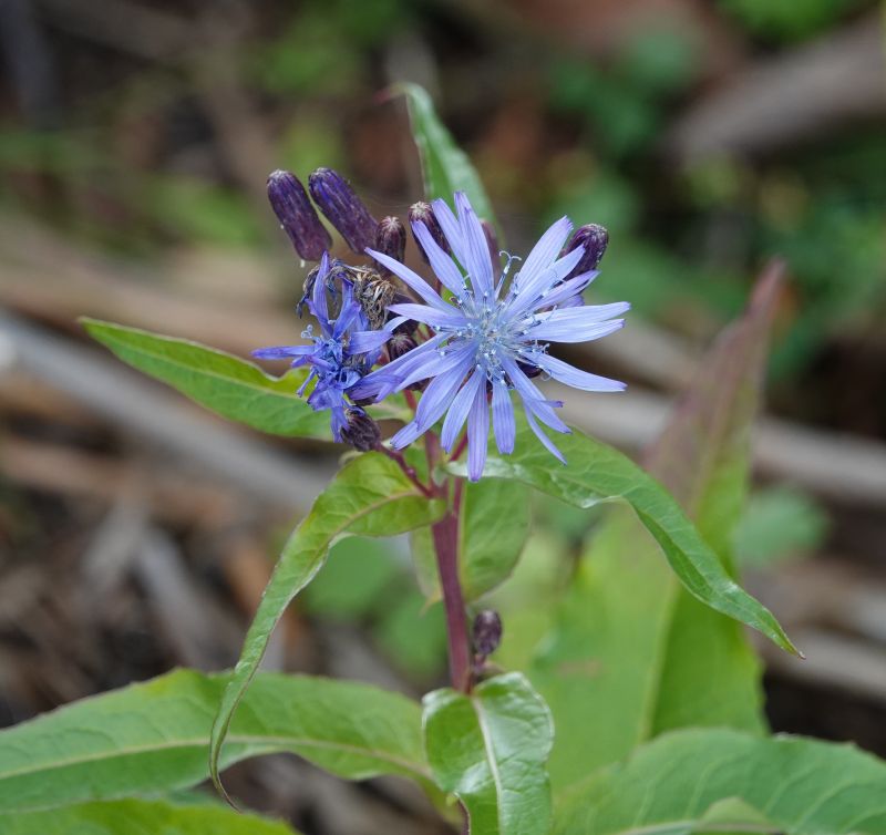 <i>Lactuca sibirica</i> (null)